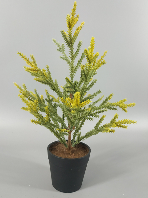 圣诞绿色迷你树带花盆